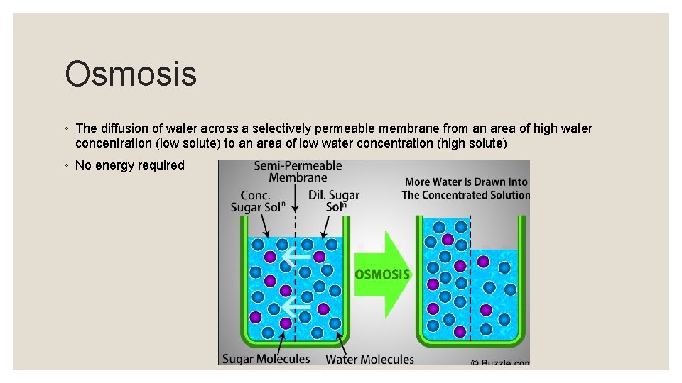 Osmosis ◦ The diffusion of water across a selectively permeable membrane from an area