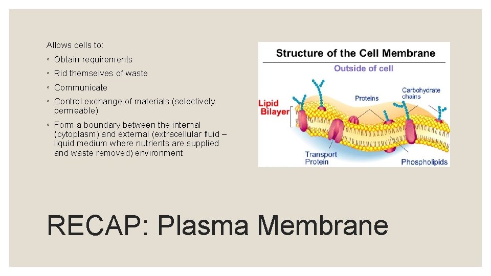 Allows cells to: ◦ Obtain requirements ◦ Rid themselves of waste ◦ Communicate ◦