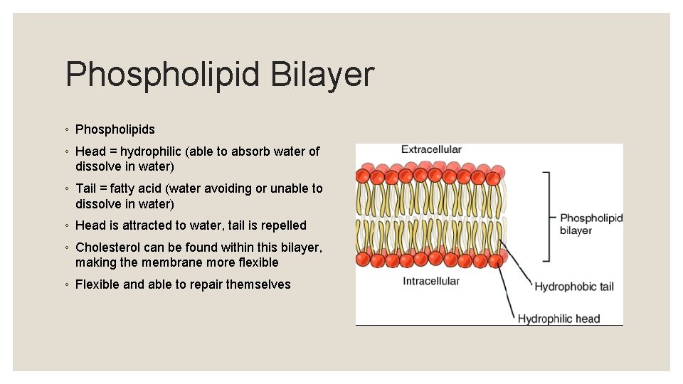 Phospholipid Bilayer ◦ Phospholipids ◦ Head = hydrophilic (able to absorb water of dissolve