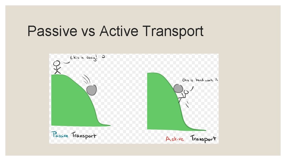 Passive vs Active Transport 