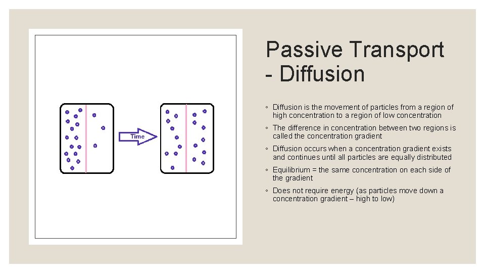 Passive Transport - Diffusion ◦ Diffusion is the movement of particles from a region