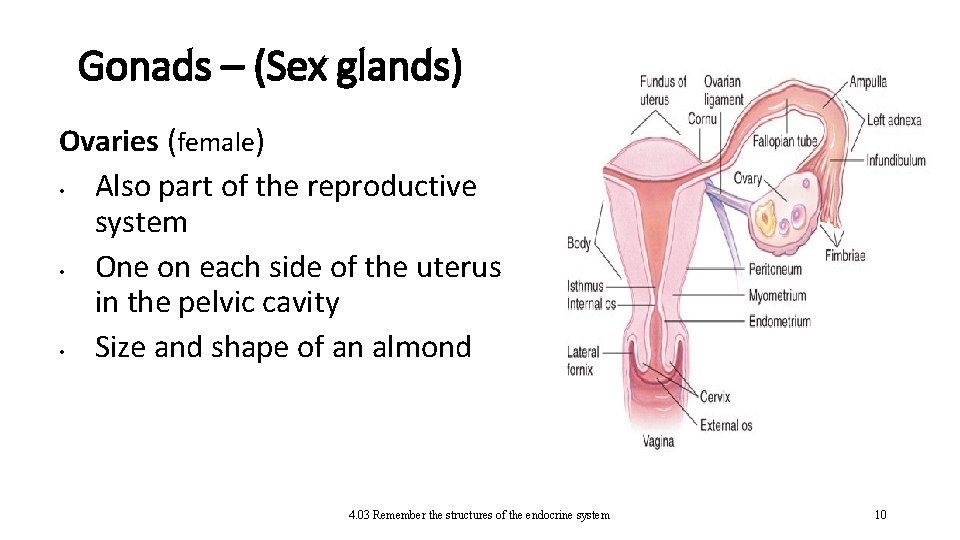 Gonads – (Sex glands) Ovaries (female) • Also part of the reproductive system •