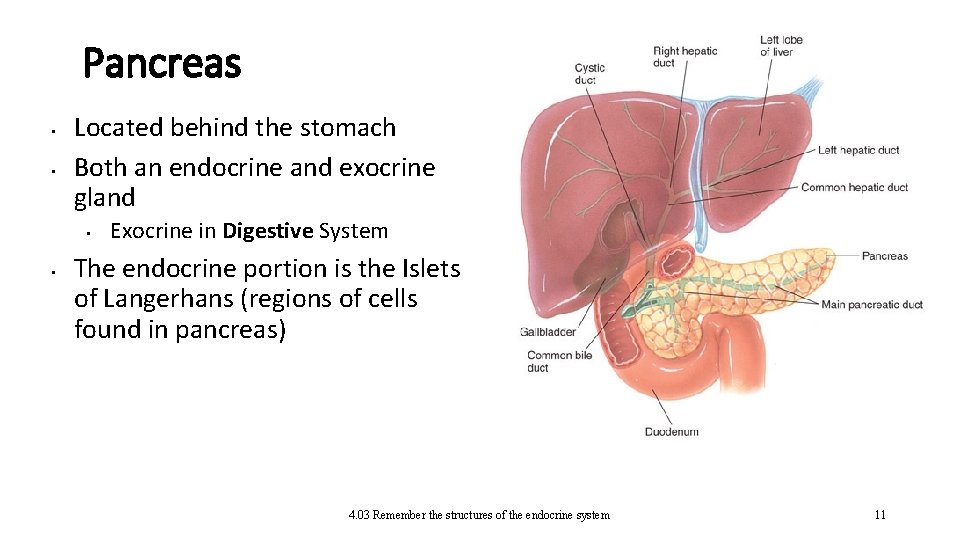 Pancreas • • Located behind the stomach Both an endocrine and exocrine gland •