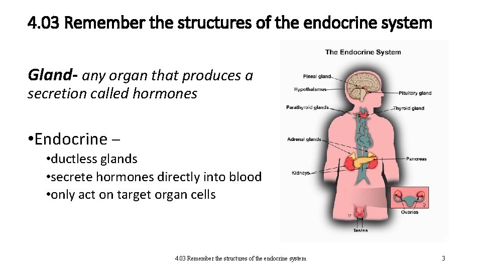 4. 03 Remember the structures of the endocrine system Gland- any organ that produces