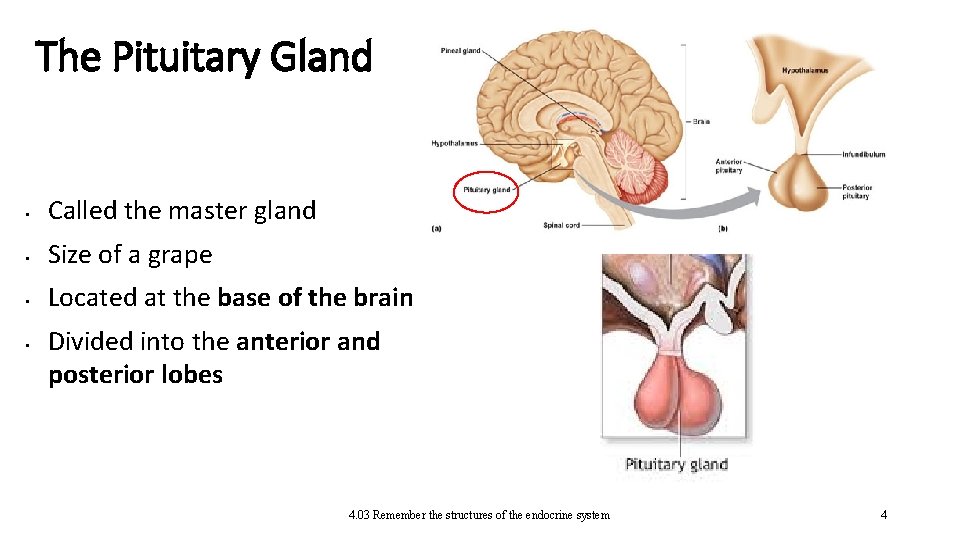 The Pituitary Gland • Called the master gland • Size of a grape •