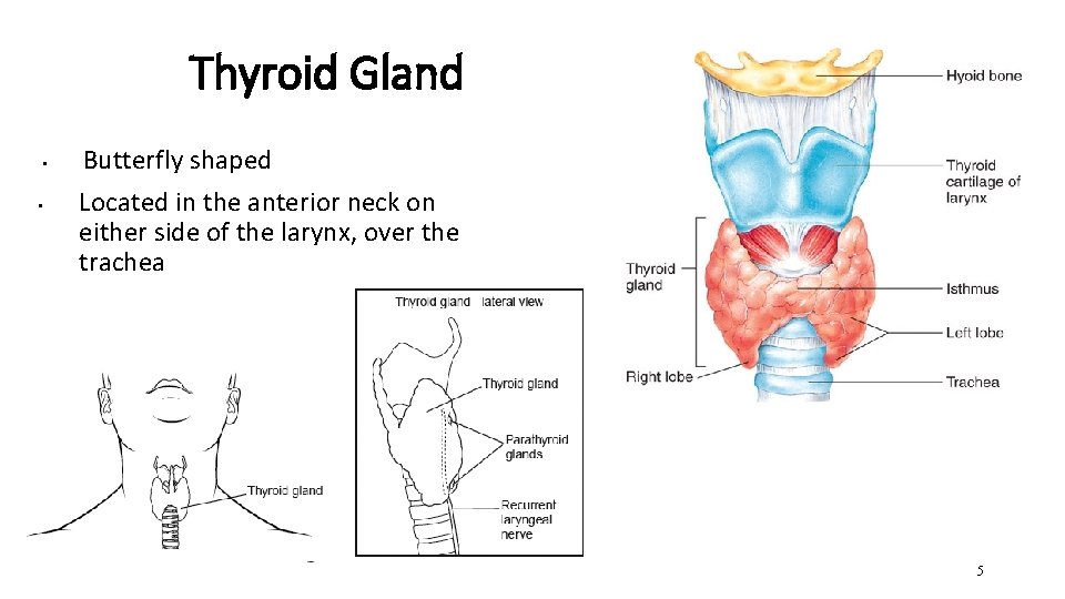 Thyroid Gland • • Butterfly shaped Located in the anterior neck on either side