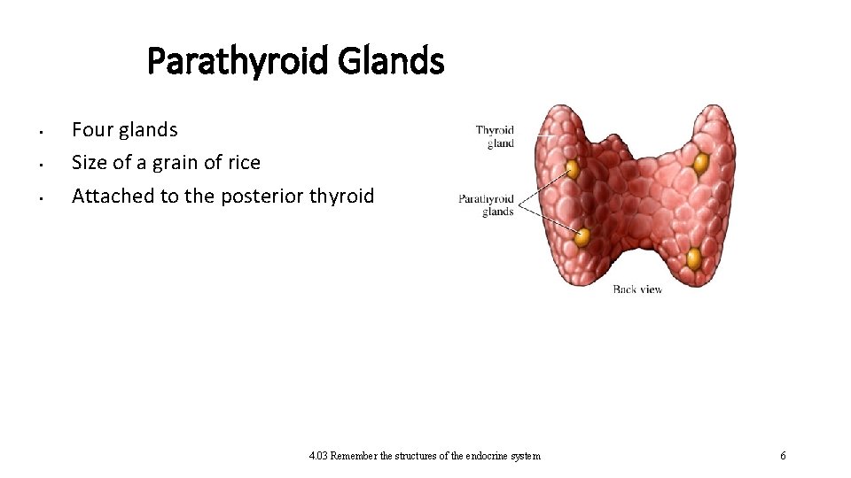 Parathyroid Glands • • • Four glands Size of a grain of rice Attached