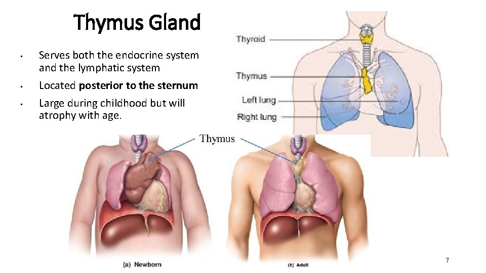 Thymus Gland • • • Serves both the endocrine system and the lymphatic system