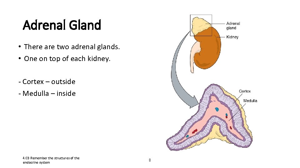 Adrenal Gland • There are two adrenal glands. • One on top of each