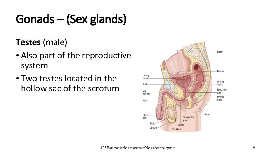 Gonads – (Sex glands) Testes (male) • Also part of the reproductive system •