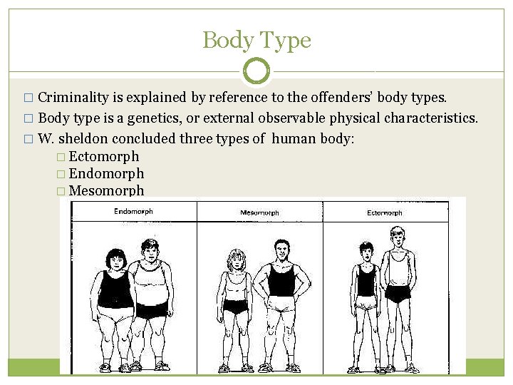 Body Type � Criminality is explained by reference to the offenders’ body types. �