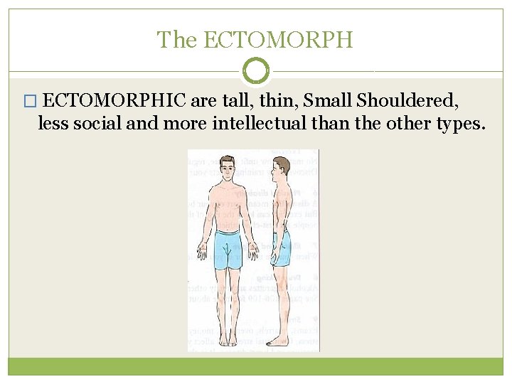 The ECTOMORPH � ECTOMORPHIC are tall, thin, Small Shouldered, less social and more intellectual
