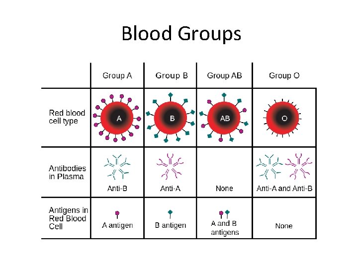 Blood Groups 