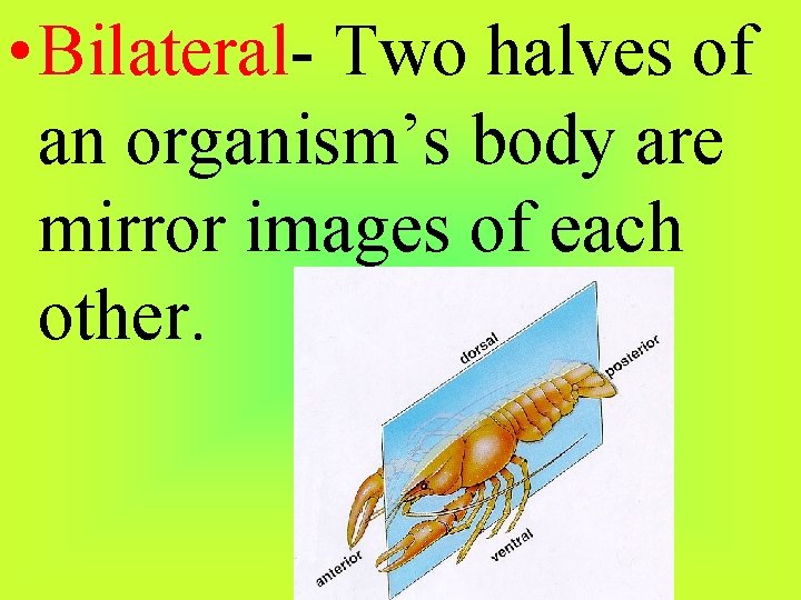  • Bilateral- Two halves of an organism’s body are mirror images of each