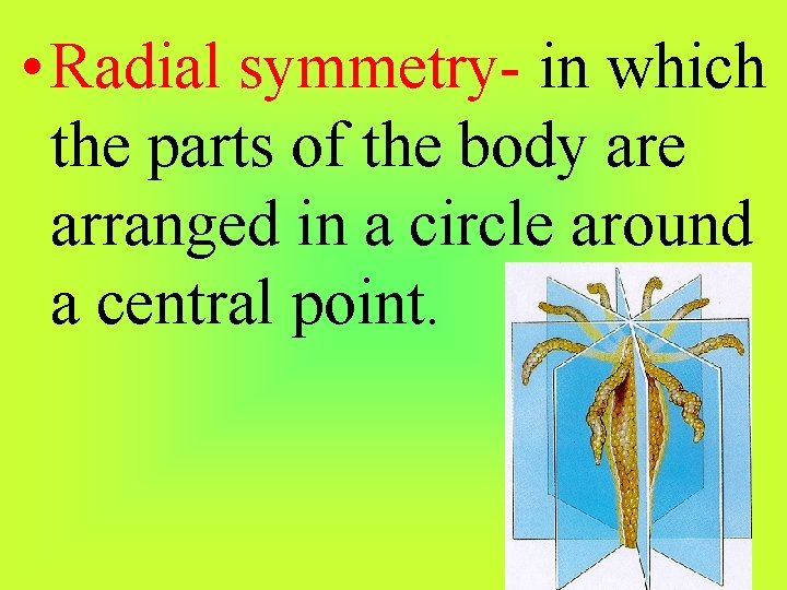  • Radial symmetry- in which the parts of the body are arranged in