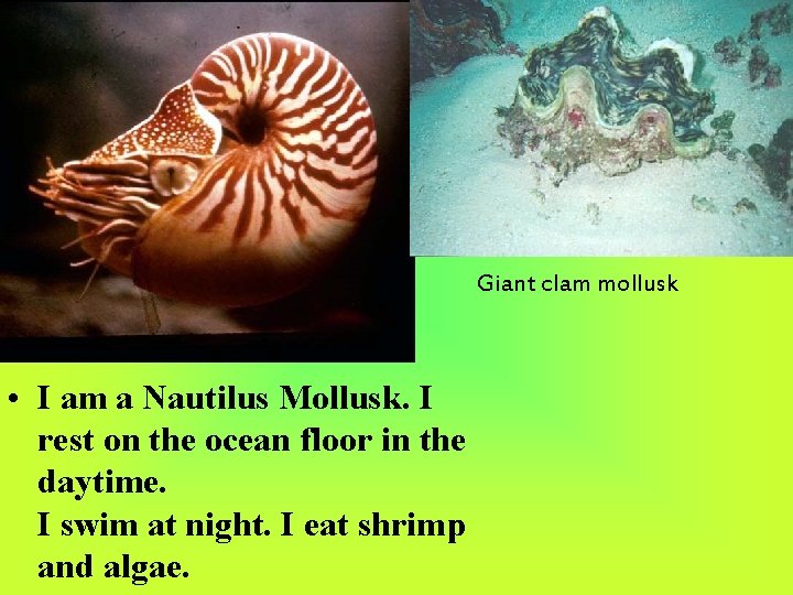 Giant clam mollusk • I am a Nautilus Mollusk. I rest on the ocean