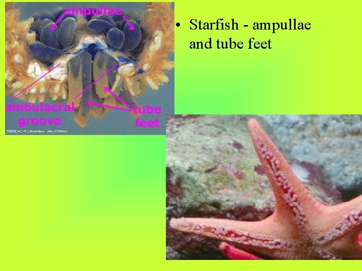  • Starfish - ampullae and tube feet 