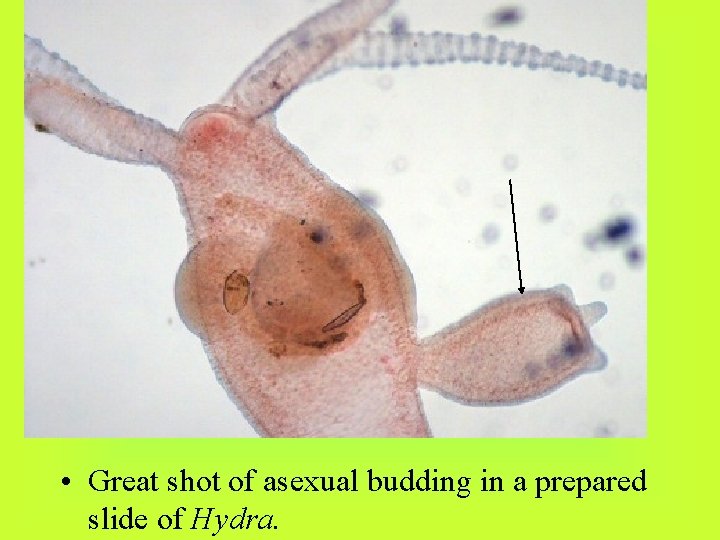  • Great shot of asexual budding in a prepared slide of Hydra. 