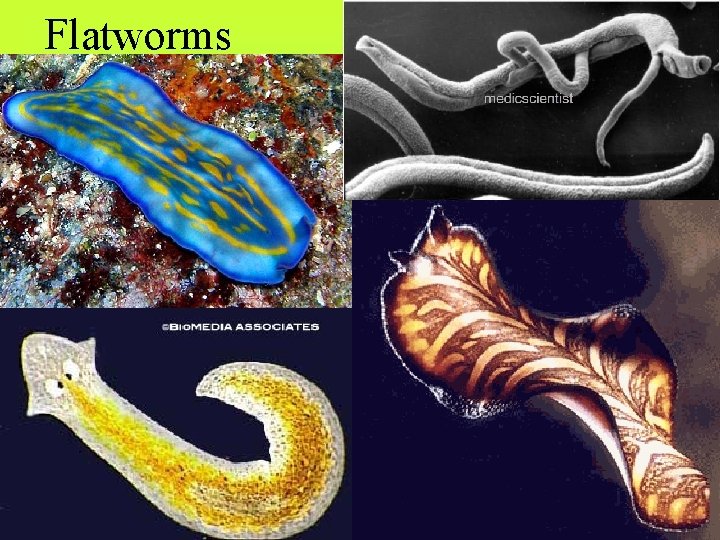 Flatworms 