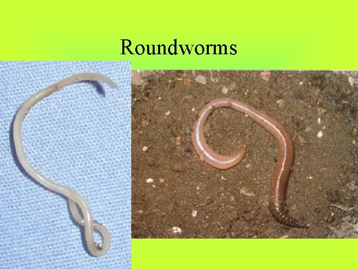 Roundworms 