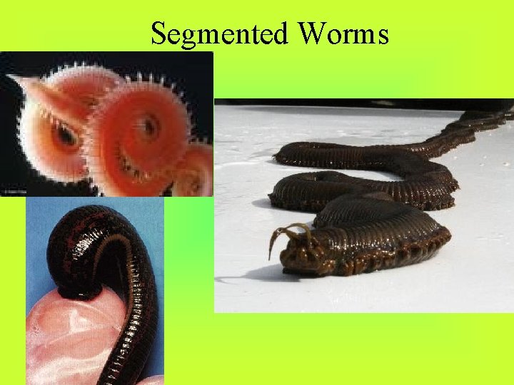 Segmented Worms 