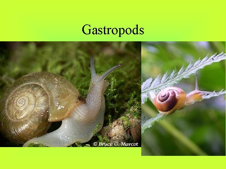 Gastropods 