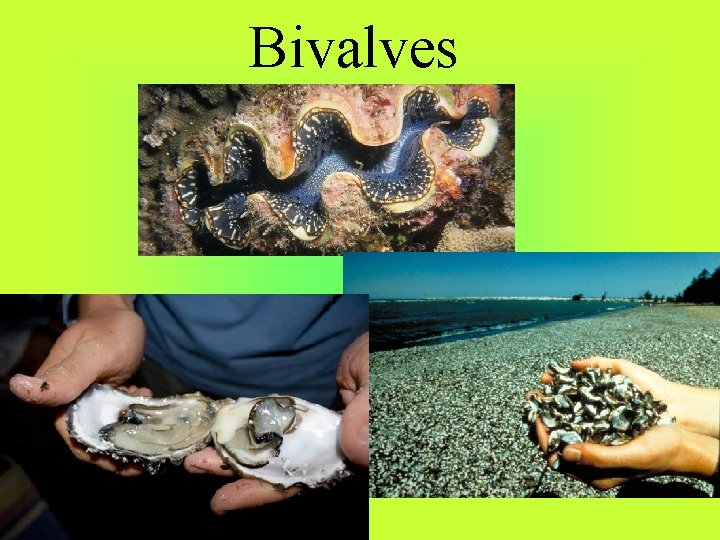 Bivalves 