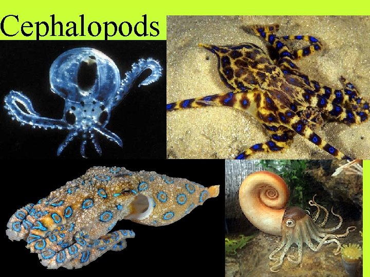 Cephalopods 