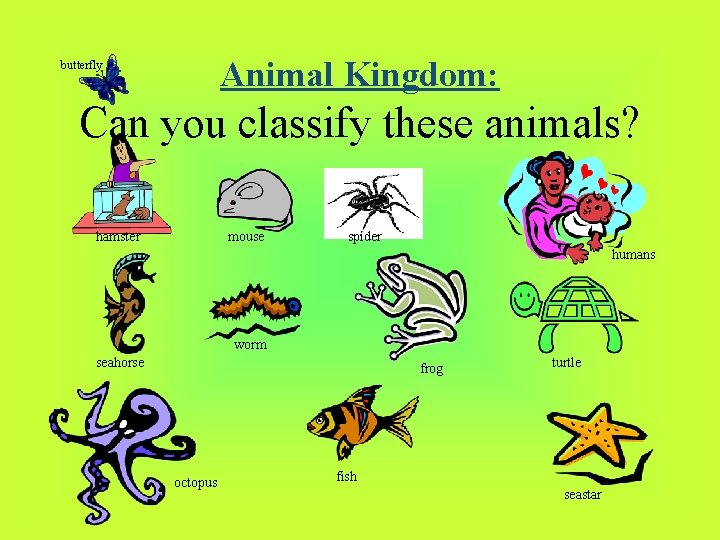 Animal Kingdom: butterfly Can you classify these animals? hamster mouse spider humans worm seahorse