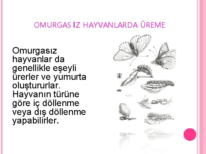 OMURGAS ı Z HAYVANLARDA ÜREME Omurgasız hayvanlar da genellikle eşeyli ürerler ve yumurta oluştururlar.