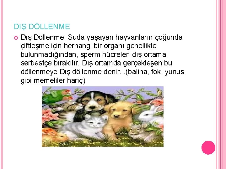 DIŞ DÖLLENME Dış Döllenme: Suda yaşayan hayvanların çoğunda çiftleşme için herhangi bir organı genellikle