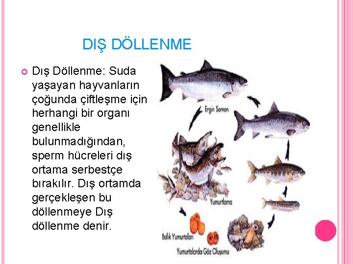 DIŞ DÖLLENME Dış Döllenme: Suda yaşayan hayvanların çoğunda çiftleşme için herhangi bir organı genellikle