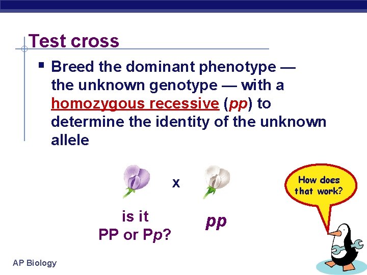 Test cross § Breed the dominant phenotype — the unknown genotype — with a