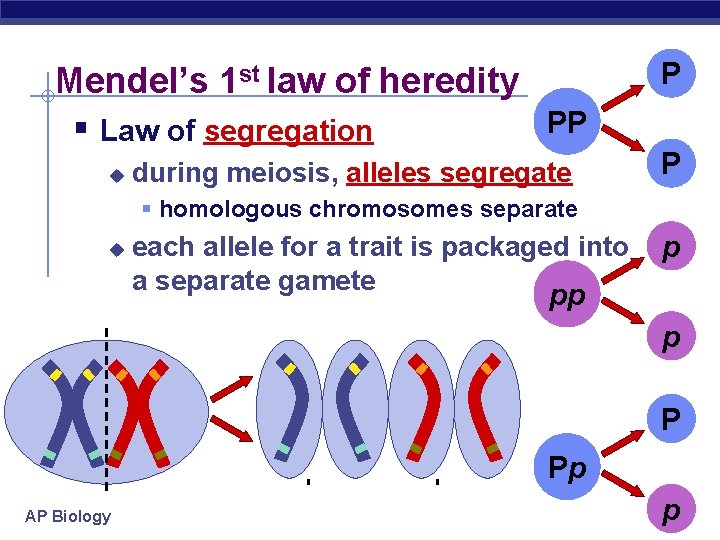 Mendel’s 1 st law of heredity PP § Law of segregation u during meiosis,