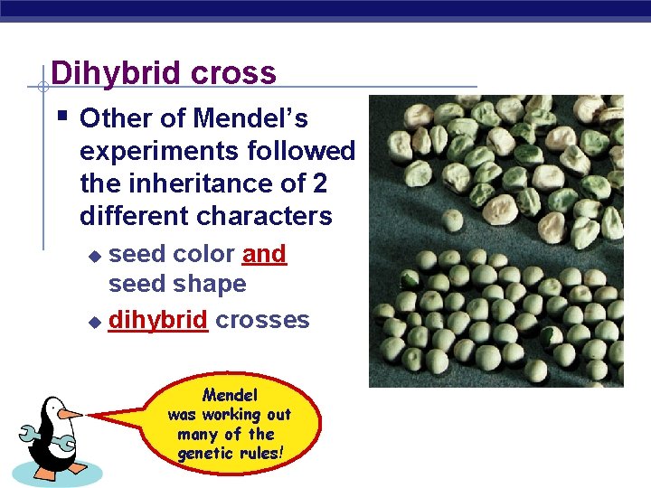 Dihybrid cross § Other of Mendel’s experiments followed the inheritance of 2 different characters