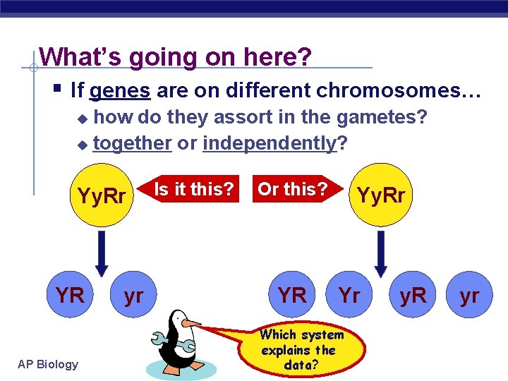 What’s going on here? § If genes are on different chromosomes… how do they