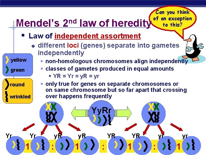 Mendel’s 2 nd law of heredity Can you think of an exception to this?