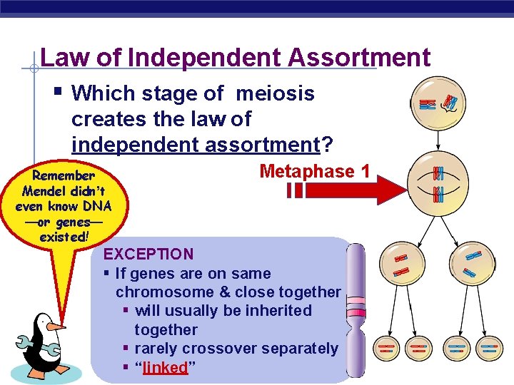 Law of Independent Assortment § Which stage of meiosis creates the law of independent