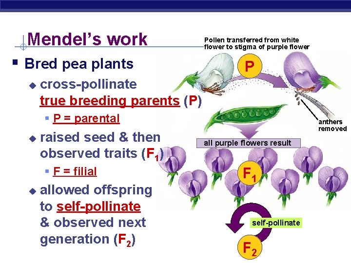 Mendel’s work § Bred pea plants u Pollen transferred from white flower to stigma