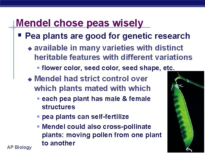 Mendel chose peas wisely § Pea plants are good for genetic research u available