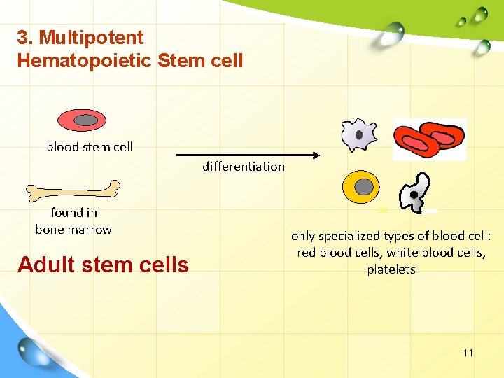 3. Multipotent Hematopoietic Stem cell blood stem cell differentiation found in bone marrow Adult