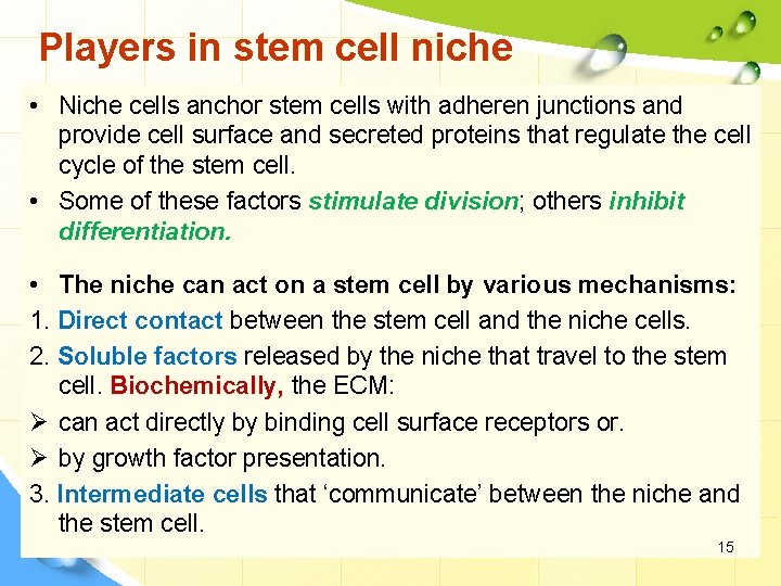 Players in stem cell niche • Niche cells anchor stem cells with adheren junctions