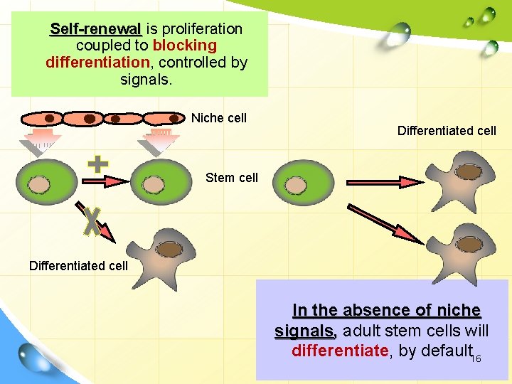 Self-renewal is proliferation coupled to blocking differentiation, controlled by signals. Niche cell Differentiated cell