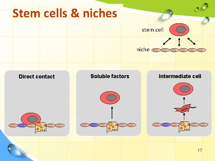 Stem cells & niches stem cell niche Direct contact Soluble factors Intermediate cell 17