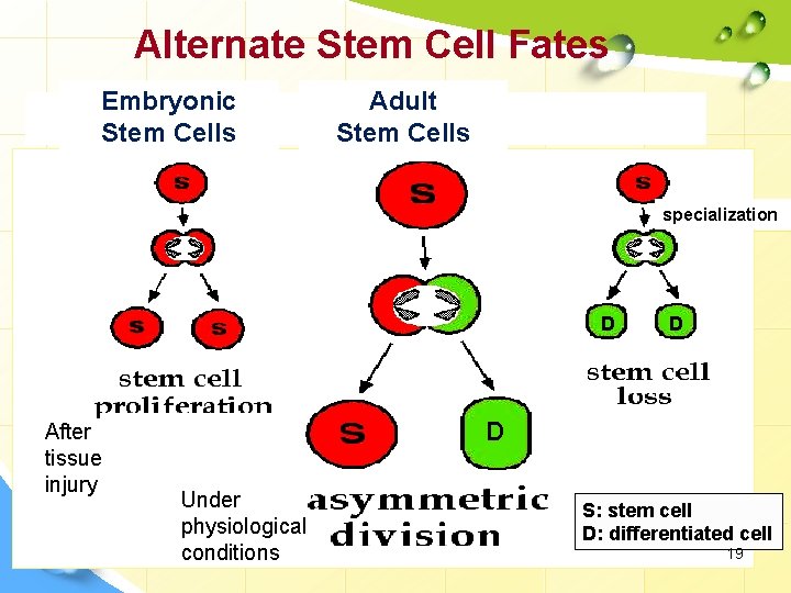 Alternate Stem Cell Fates Embryonic Stem Cells Adult Stem Cells specialization D After tissue
