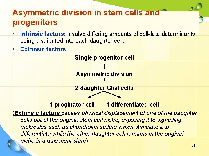 Asymmetric division in stem cells and progenitors • Intrinsic factors: involve differing amounts of