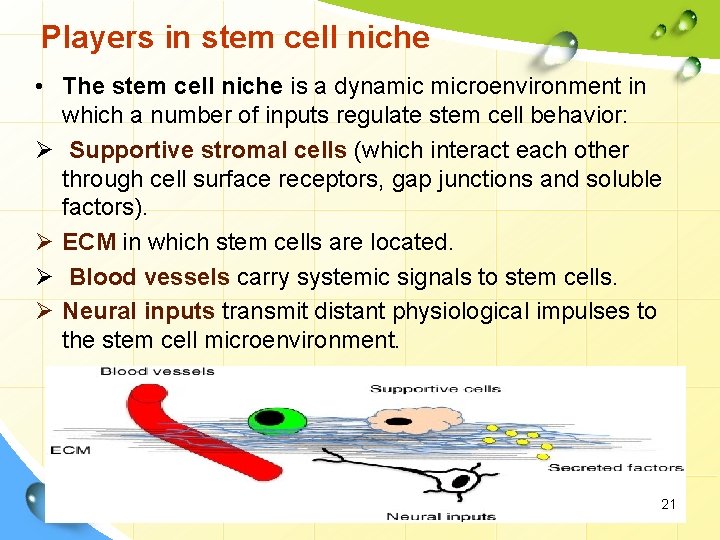 Players in stem cell niche • The stem cell niche is a dynamic microenvironment