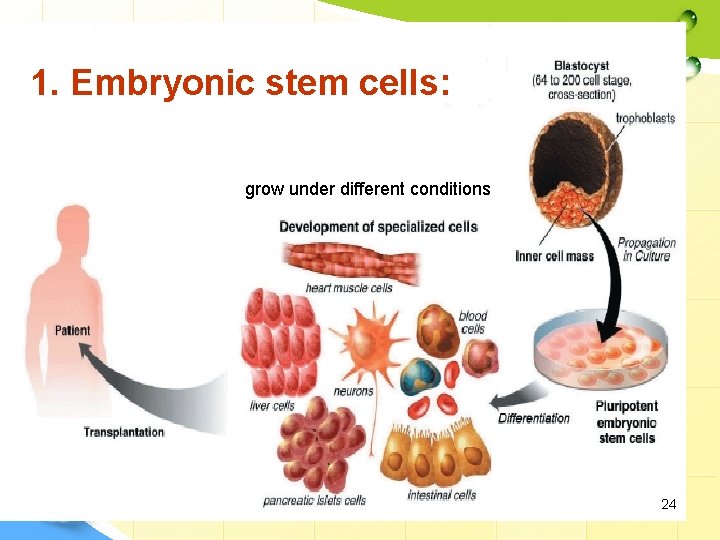 1. Embryonic stem cells: grow under different conditions 24 