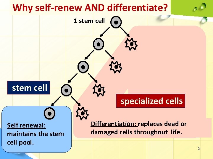 Why self-renew AND differentiate? 1 stem cell specialized cells Self renewal: maintains the stem