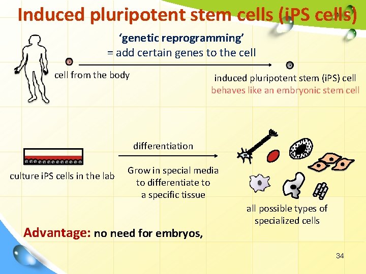 Induced pluripotent stem cells (i. PS cells) ‘genetic reprogramming’ = add certain genes to
